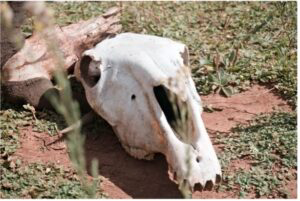 Animal skull outside.