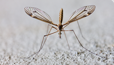 The image features a crane fly.