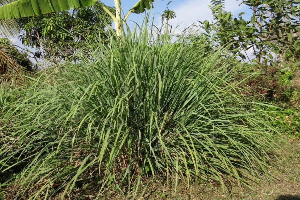 Lemongrass is a fragrant plant that repels mosquitoes naturally.