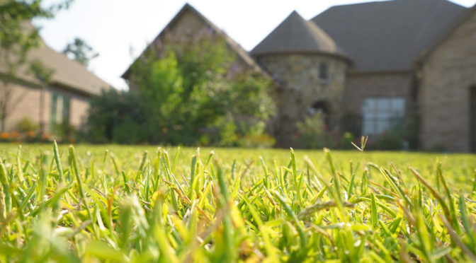 A well-maintained lawn with lush green grass in front of a charming house.