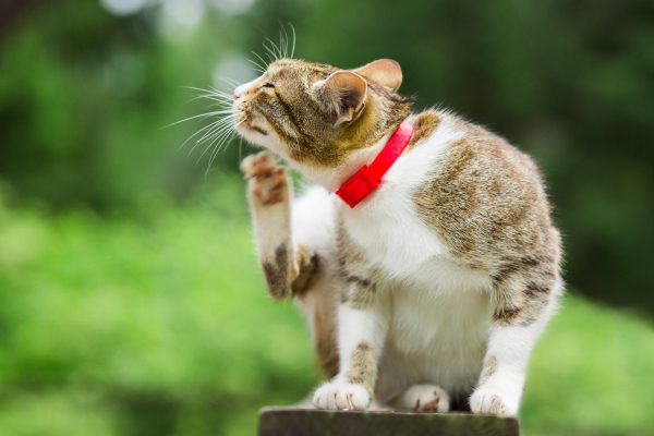 Cat wearing a flea collar and scratching it's neck.