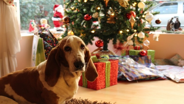 A Basset Hound in front of a Christmas tree surrounded by wrapped presents.