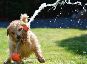 Dog playing with a water hose.