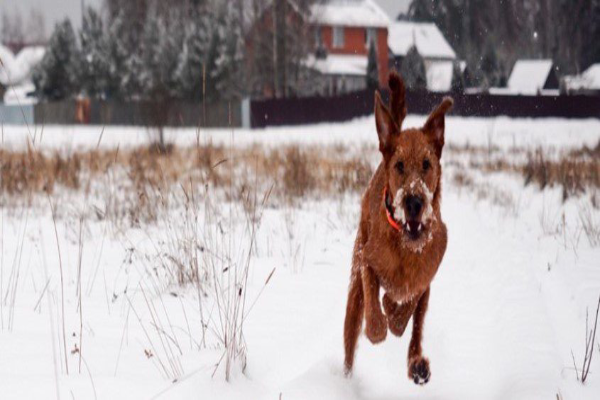 Dog joyfully running through snow with houses in the background.