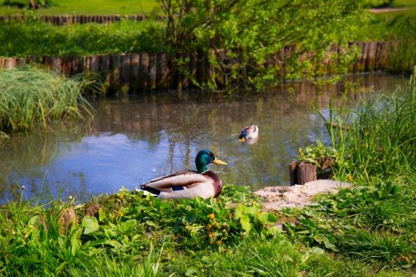 Ducks sitting next to a pond.