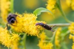 ear wig on a flower