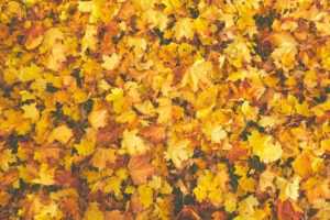 A carpet of fallen yellow and orange autumn leaves.