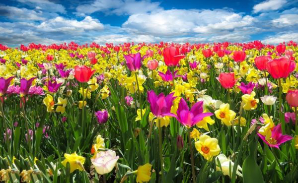 Field of wild flowers in various colors.