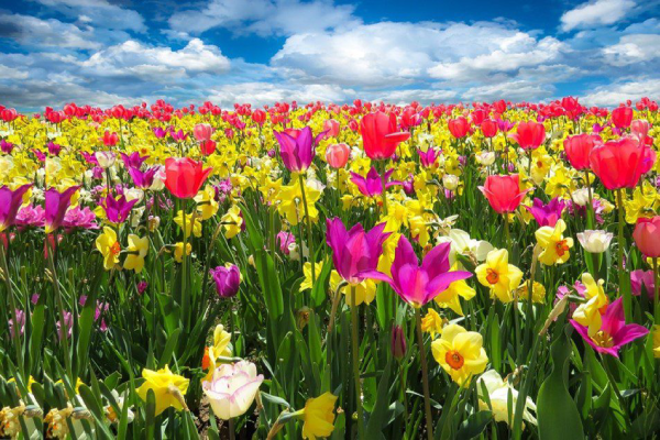 Field of wild flowers in various colors.