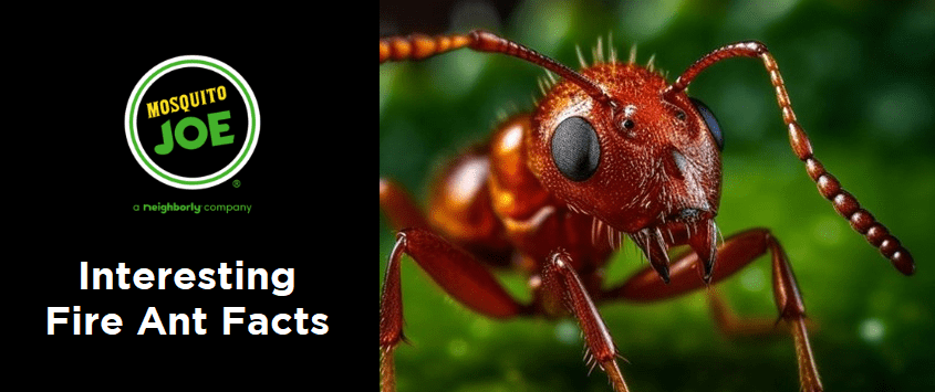 Banner displaying fire ant facts.