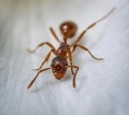 Fire ant,