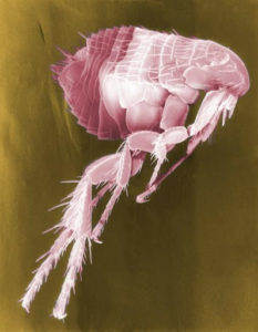 White and red image of a flea.