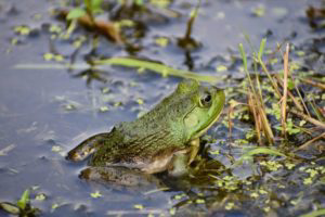 Green frog in pond.