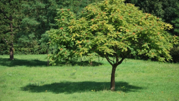 Full view of tree of heaven.