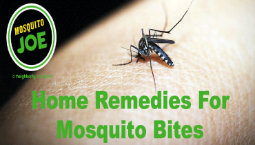 A banner of home remedies for mosquito bites.