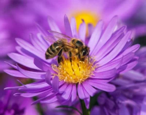 Honeybee on purple apis mellifera flower.