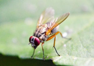 Fly resting on a leaf.