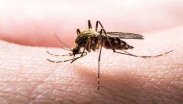 Up close image of a mosquito biting a human.