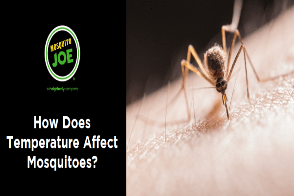 Close-up of a mosquito on skin with text "How Does Temperature Affect Mosquitoes?" and "Mosquito Joe" logo on the left.