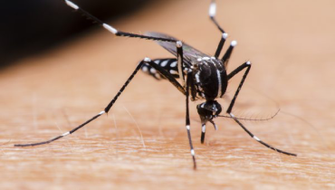 A close-up of skin showing mosquito bites.