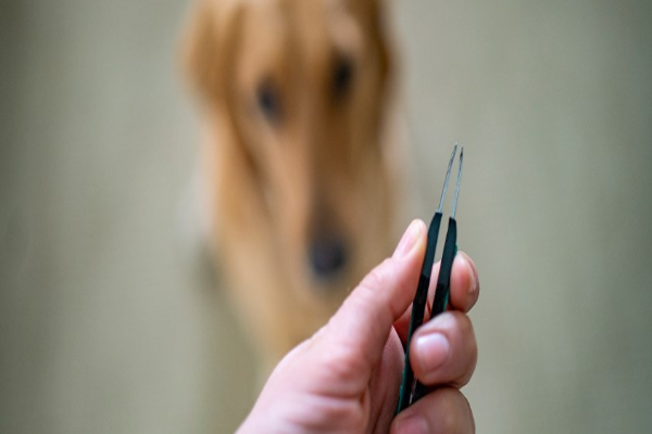  Person stands holding scissors in front of a dog.