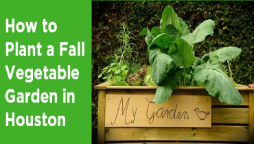 A banner displaying How to Plant a Fall Vegetable Garden in Houston.