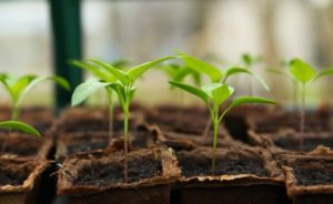 Sprouting leaves of a garden.