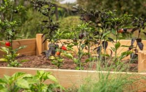 A photo of tomato garden.