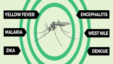 Image of mosquito with diseases they carry circled around it.