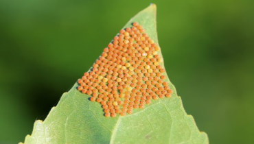 Unidentified yellow insect eggs on a leaf.