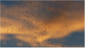 Swarm of insects.