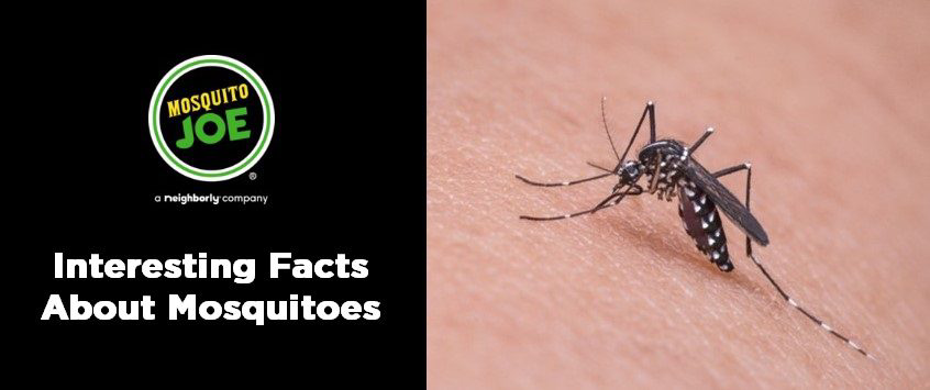 A banner titled interesting facts about mosquitoes.