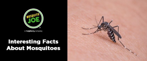 Banner displaying interesting facts about mosquitoes.