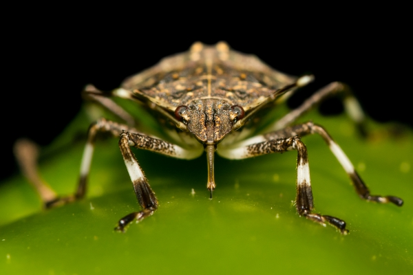 Up close view of the invasise insect stink bug.