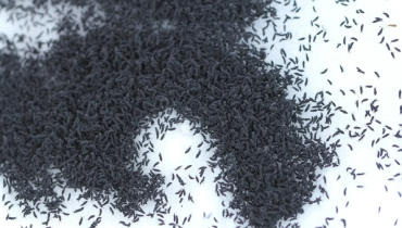 Large group of black snow fleas clustered in snow.