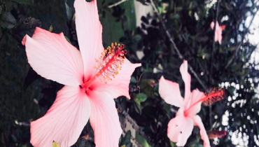 Large, pink tropical flowers.