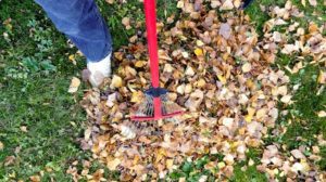 Raking leaves.