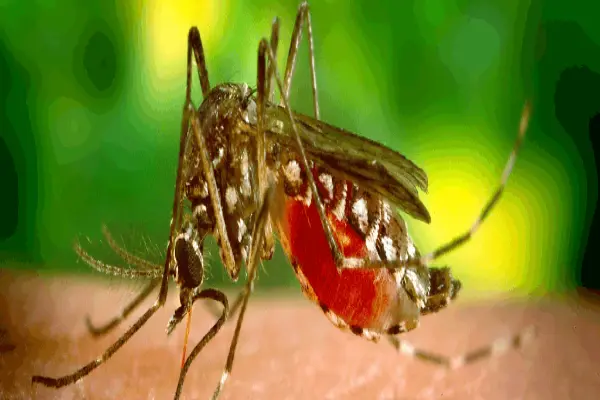 Up close of mosquito biting the skin.