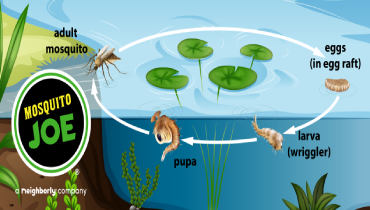 Graphic of mosquito life cycle with Mosquito Joe logo.