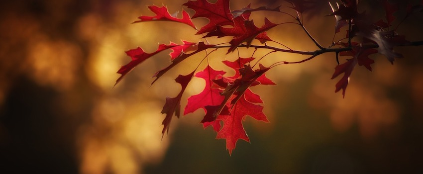 Red autumn leaves with a blurred golden background.