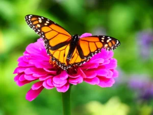 Monarch butterfly sitting on a pink flower.