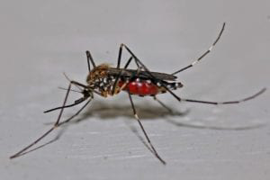 Image of a mosquito