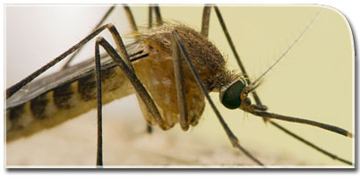 A close-up image of a mosquito.