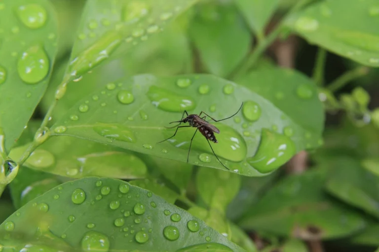 A mosquito on a leaf filled with dew drops.