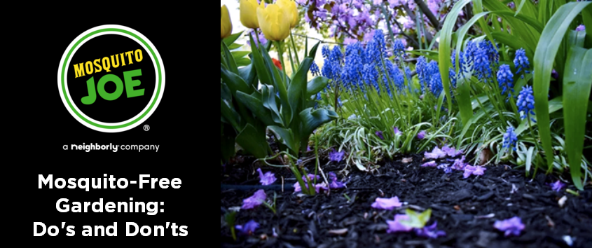 Banner displaying mosquito free gardening dos and don'ts.