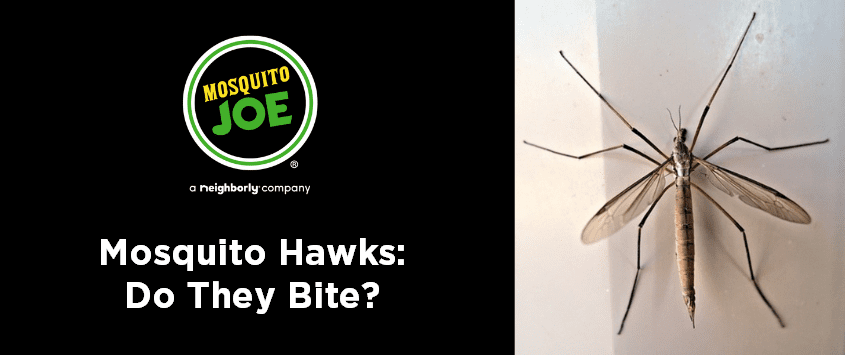 A banner titled mosquito hawks do they bite.