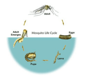 Life cycle of mosquito.