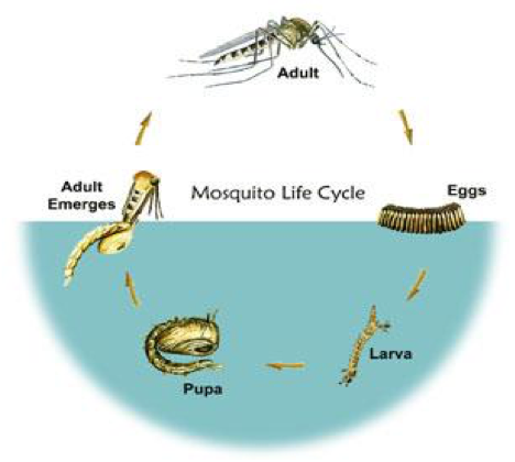 Life cycle of of a mosquito: eggs, larva, pupa, adult.