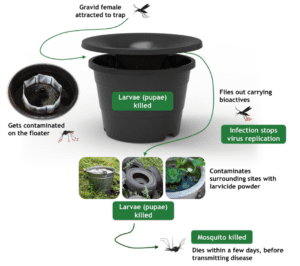 Process of how an In2Care trap works to reduce mosquito population.