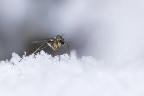 Mosquito on top of snow.